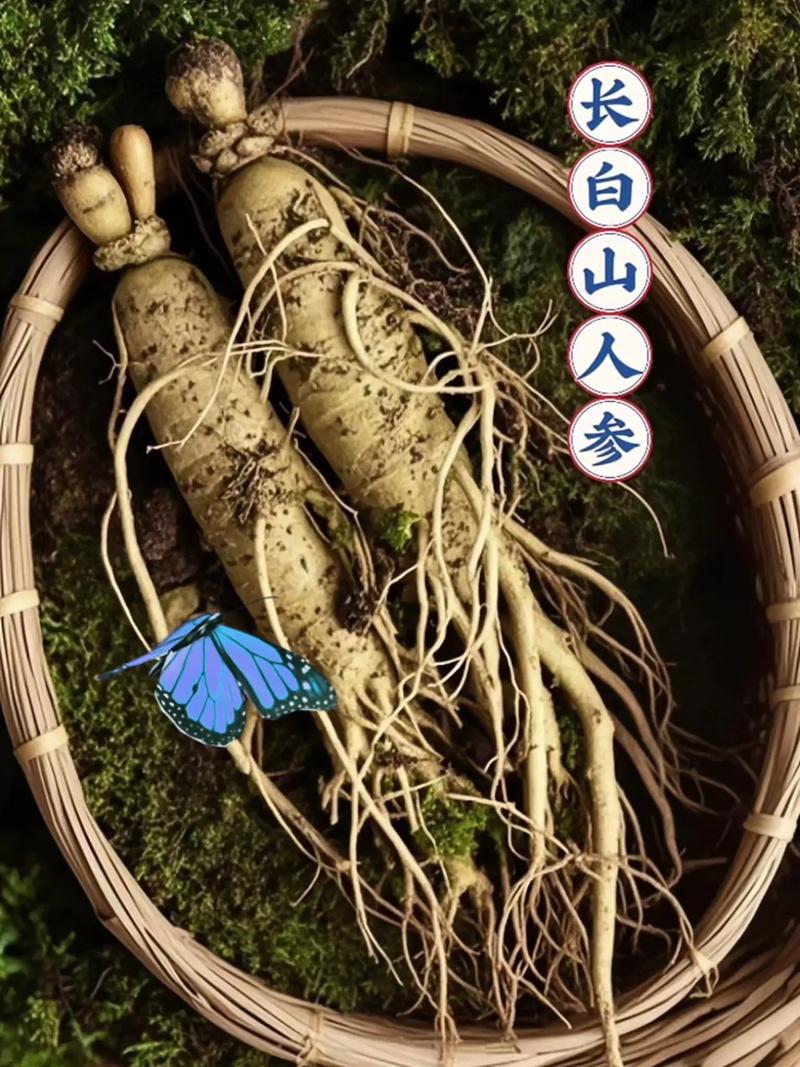 長白山人參.來自長白山的新鮮人參,參須修長飄逸,主根飽滿健碩