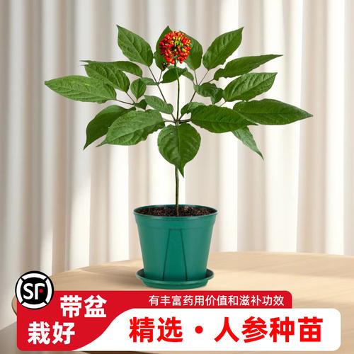 長白山下的參寶寶尋根記——東北人參種苗廠家的那些事兒